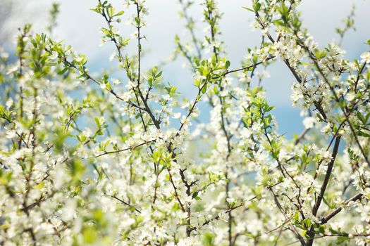 flowering spring tree close-up.Tree flower, seasonal floral nature background, shallow depth of field. Spring flower.  Spring composition .white cherry blossom, spring landscape.White young flowers