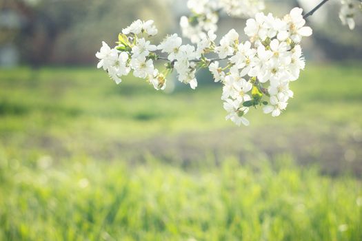 flowering spring tree close-up.Tree flower, seasonal floral nature background, shallow depth of field. Spring flower.  Spring composition .white cherry blossom, spring landscape.White young flowers