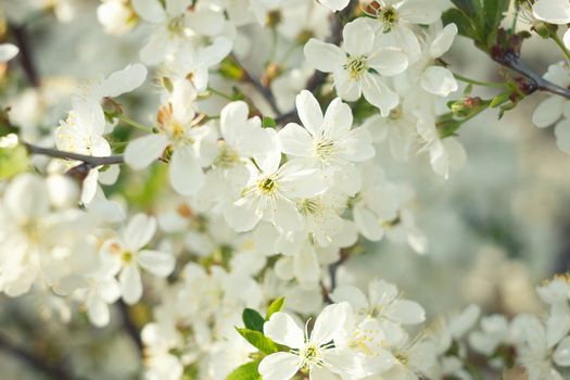 flowering spring tree close-up.Tree flower, seasonal floral nature background, shallow depth of field. Spring flower.  Spring composition .white cherry blossom, spring landscape.White young flowers