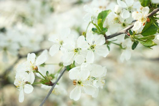 flowering spring tree close-up.Tree flower, seasonal floral nature background, shallow depth of field. Spring flower.  Spring composition .white cherry blossom, spring landscape.White young flowers