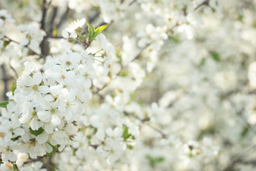 flowering spring tree close-up.Tree flower, seasonal floral nature background, shallow depth of field. Spring flower.  Spring composition .white cherry blossom, spring landscape.White young flowers