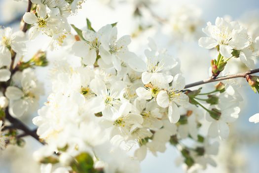 flowering spring tree close-up.Tree flower, seasonal floral nature background, shallow depth of field. Spring flower.  Spring composition .white cherry blossom, spring landscape.White young flowers