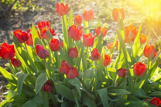 flowers irises with sunlight, spring flowers