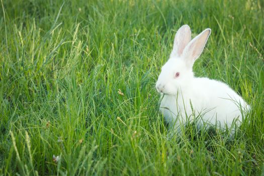 cute white rabbit in green grass
