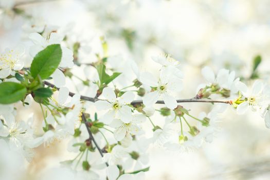 flowering spring tree close-up.Tree flower, seasonal floral nature background, shallow depth of field. Spring flower.  Spring composition .white cherry blossom, spring landscape.White young flowers