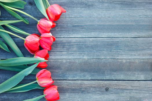 Red tulips on wooden background.Red and white. Top view with space for your text. bouquet of tulips for mother's day