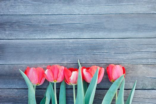 Red tulips on wooden background.Red and white. Top view with space for your text. bouquet of tulips for mother's day