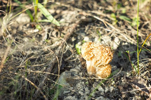 Morel mushroom, autumn harvest, wildlife