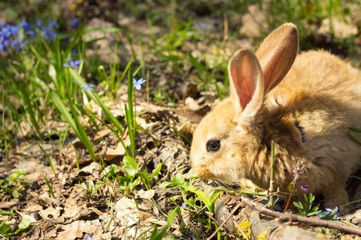 Brown fluffy Bunny in a meadow of blue flowers.A small decorative rabbit goes on green grass outdoors. Cute brown Bunny in the meadow.Brown rabbit walks through the meadow of spring flowers  snowdrops