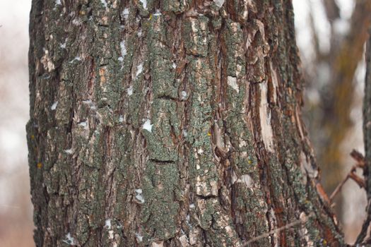 the bark of the tree , Background , texture