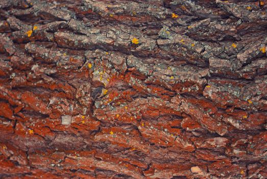 the bark of the tree , Background , texture