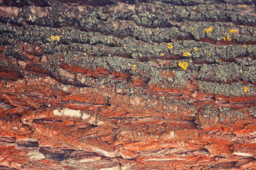 the bark of the tree , Background , texture