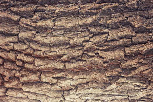 the bark of the tree , Background , texture