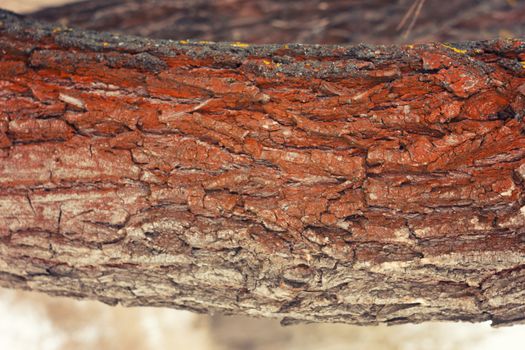 the bark of the tree , Background , texture