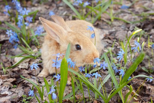 Brown fluffy Bunny in a meadow of blue flowers.A small decorative rabbit goes on green grass outdoors. Cute brown Bunny in the meadow.Brown rabbit walks through the meadow of spring flowers  snowdrops