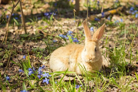 Brown fluffy Bunny in a meadow of blue flowers.A small decorative rabbit goes on green grass outdoors. Cute brown Bunny in the meadow.Brown rabbit walks through the meadow of spring flowers  snowdrops