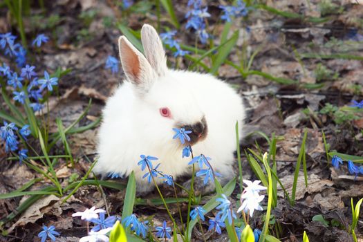 White fluffy Bunny in the meadow of blue flowers.A small decorative rabbit goes on green grass outdoors. Cute white Bunny on the meadow.White rabbit walks through the meadow among the spring flowers s