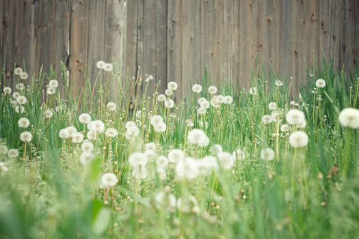 field of dandelions. Amazing field with white dandelions at sunset. Photo with beautiful bokeh. Wood background background