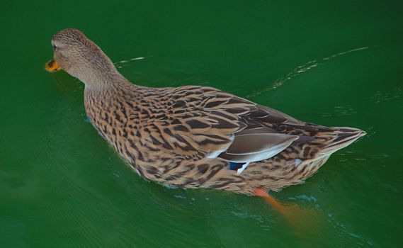 Brown duck swimming in water, close up view