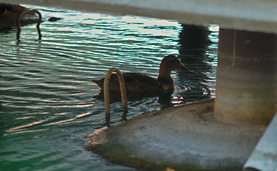 Brown duck swimming in water under a bridge