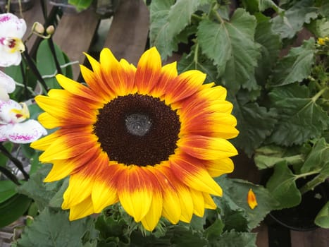 Close-up of sunflower, Helianthus annuus, beautiful flower of vibrant colors, with green leaves in the background.