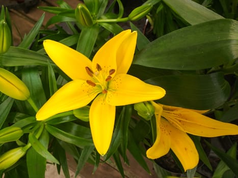 Close up of the wonderful yellow lily flower, Hemerocallis lilioasphodelus, intense colored,