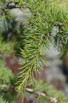 Sargentii Cedar of Lebanon - Latin name - Cedrus libani Sargentii