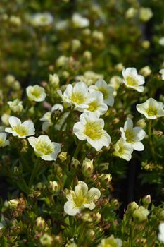 Saxifrage Snow Carpet - Latin name - Saxifraga x arendsii Schneeteppich