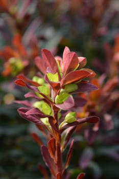 Wood spurge Purpurea - Latin name - Euphorbia amygdaloides Purpurea