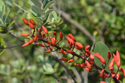 Cockspur coral tree flower buds - Latin name - Erythrina crista-galli