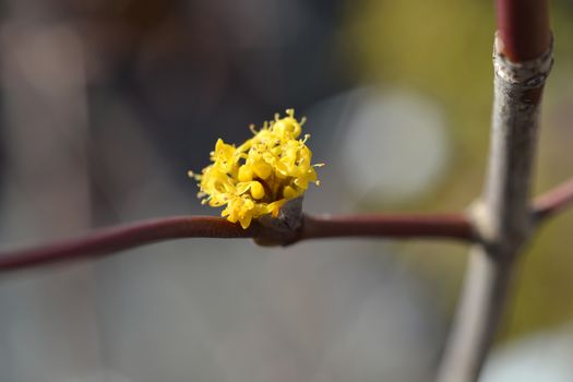 Cornelian cherry - Latin name - Cornus mas