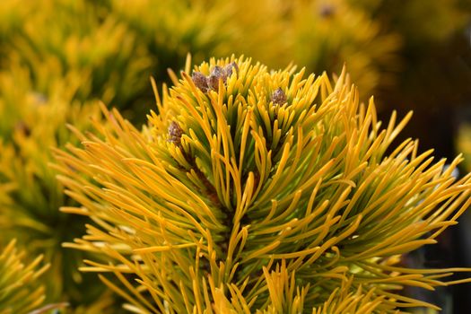 Dwarf mountain pine Winter Gold - Latin name - Pinus mugo Winter Gold