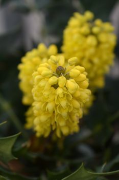 Oregon grape Charity - Latin name - Mahonia * media Charity