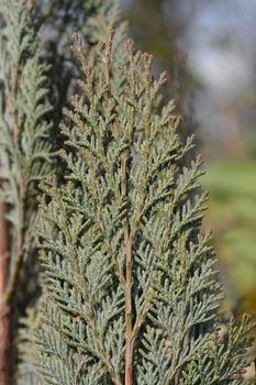 Alumi False cypress - Latin name - Chamaecyparis lawsoniana Alumii