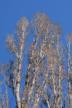 Lombardy poplar - Latin name - Populus nigra var. italica