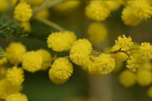 Silver wattle - Latin name - Acacia dealbata