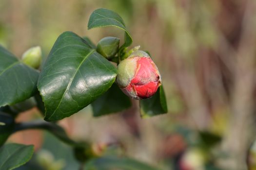 Camellia Lady Campbell - Latin name - Camellia japonica Lady Campbell