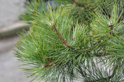 Black pine - Latin name - Pinus nigra