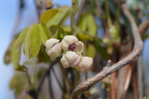 Five-leaf akebia Silver Bells - Latin name - Akebia quinata Silver Bells