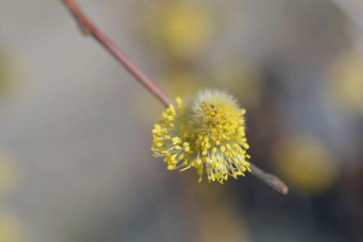 Weeping pussy willow - Latin name - Salix caprea