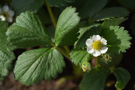 Garden strawberry - Latin name - Fragaria x ananassa