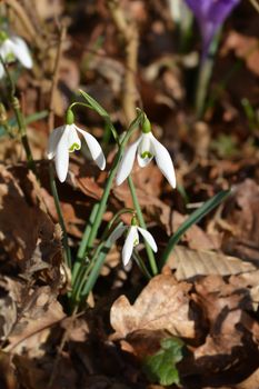 Common snowdrop - Latin name - Galanthus nivalis