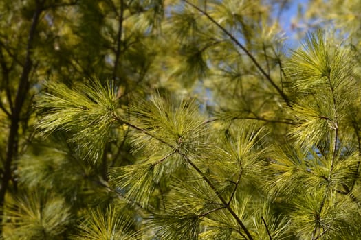Eastern white pine - Latin name - Pinus strobus