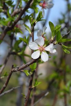 Almond flower - Latin name - Prunus dulcis (syn. Prunus amygdalus)