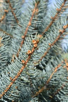 Fat Albert Colorado blue spruce - Latin name - Picea pungens Fat Albert