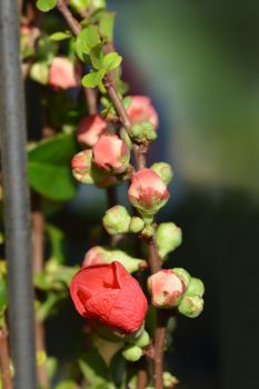 Texas Scarlet Flowering Quince - Latin name - Chaenomeles x superba Texas Scarlet