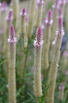 Cockscomb Flamingo Feather - Latin name - Celosia argentea var. spicata Flamingo Feather