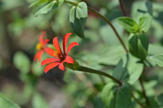 Peruvian zinnia - Latin name - Zinnia peruviana