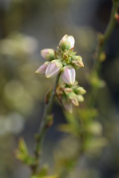 Highbush blueberry- Latin name - Vaccinium corymbosum Blueray