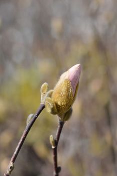 Star magnolia flower bud - Latin name - Magnolia stellata